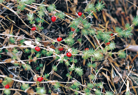 ����� | �ٷ���վ