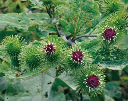 ����� | �ٷ���վ