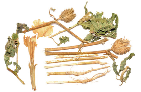 ����� | �ٷ���վ