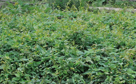 ����� | �ٷ���վ