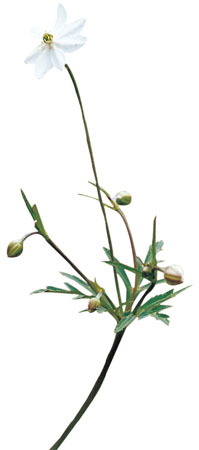 ����� | �ٷ���վ