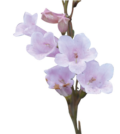 ����� | �ٷ���վ