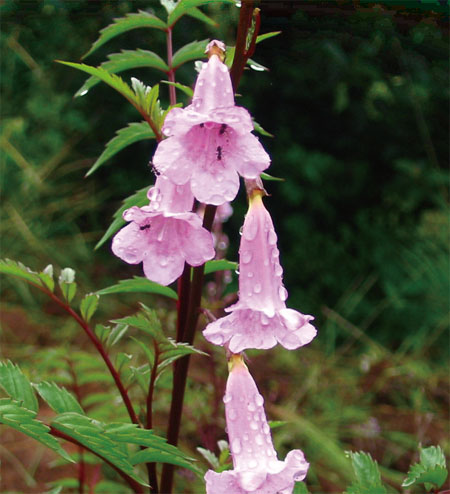 ����� | �ٷ���վ