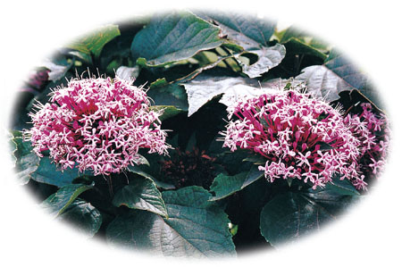 ����� | �ٷ���վ