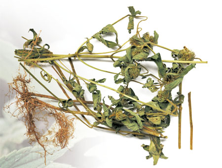 ����� | �ٷ���վ