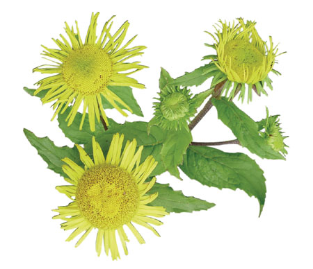 ����� | �ٷ���վ